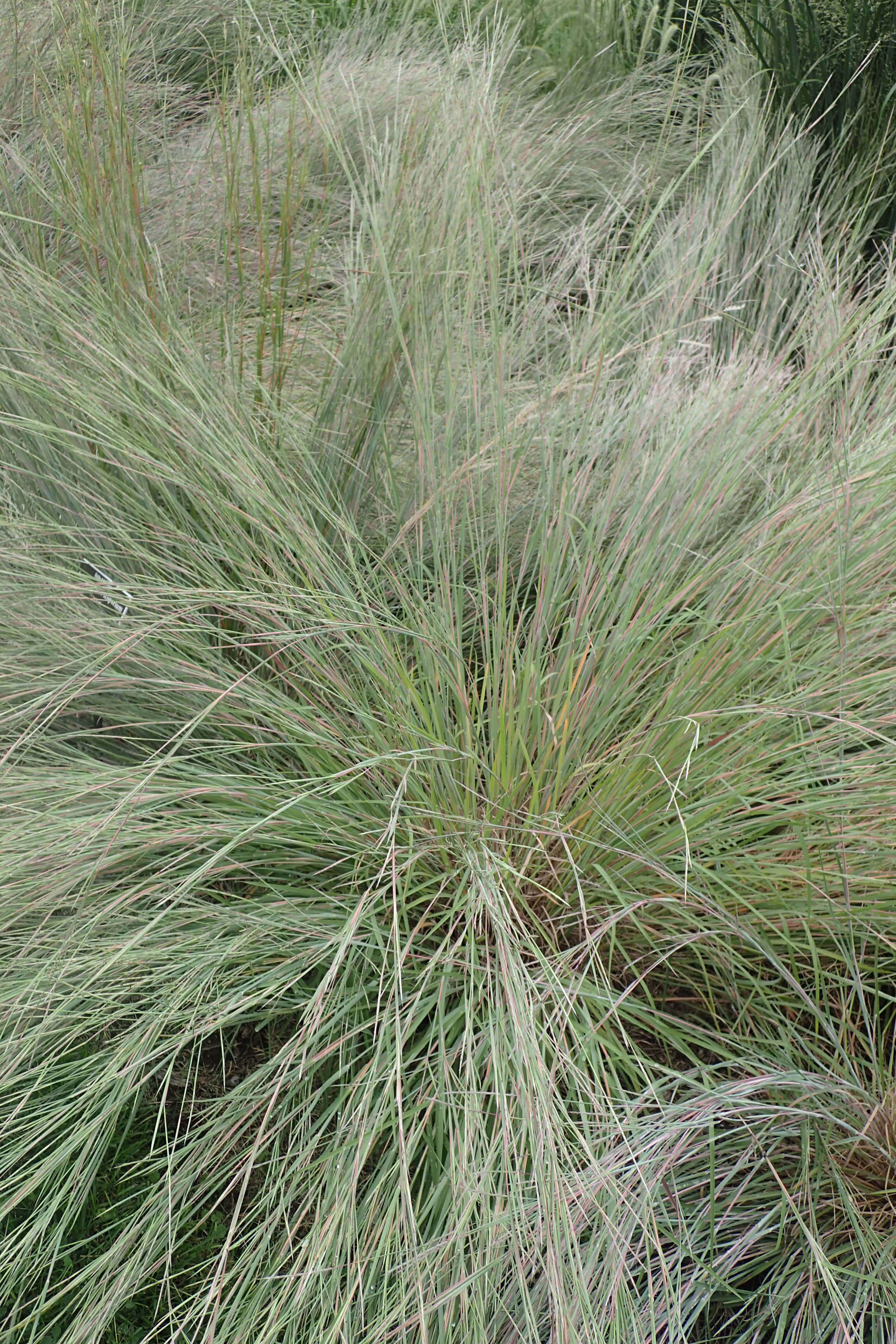 Imagem de Schizachyrium scoparium (Michx.) Nash