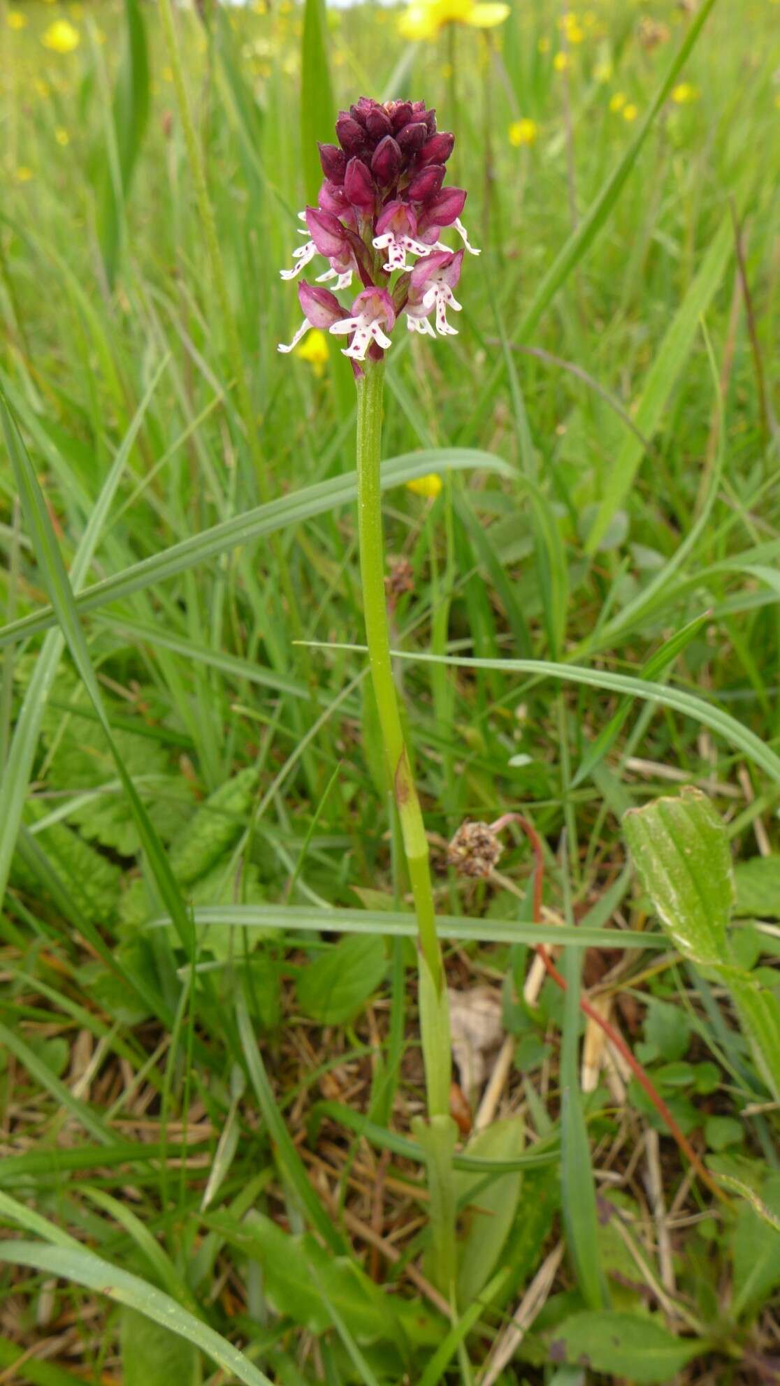 Image of Burnt orchid