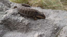 Image de Barisia rudicollis (Wiegmann 1828)