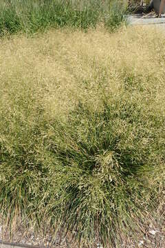 Image of Tufted Hair-grass