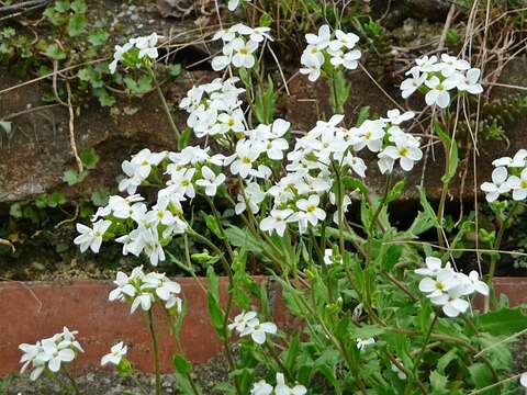 Image of Gray rockcress