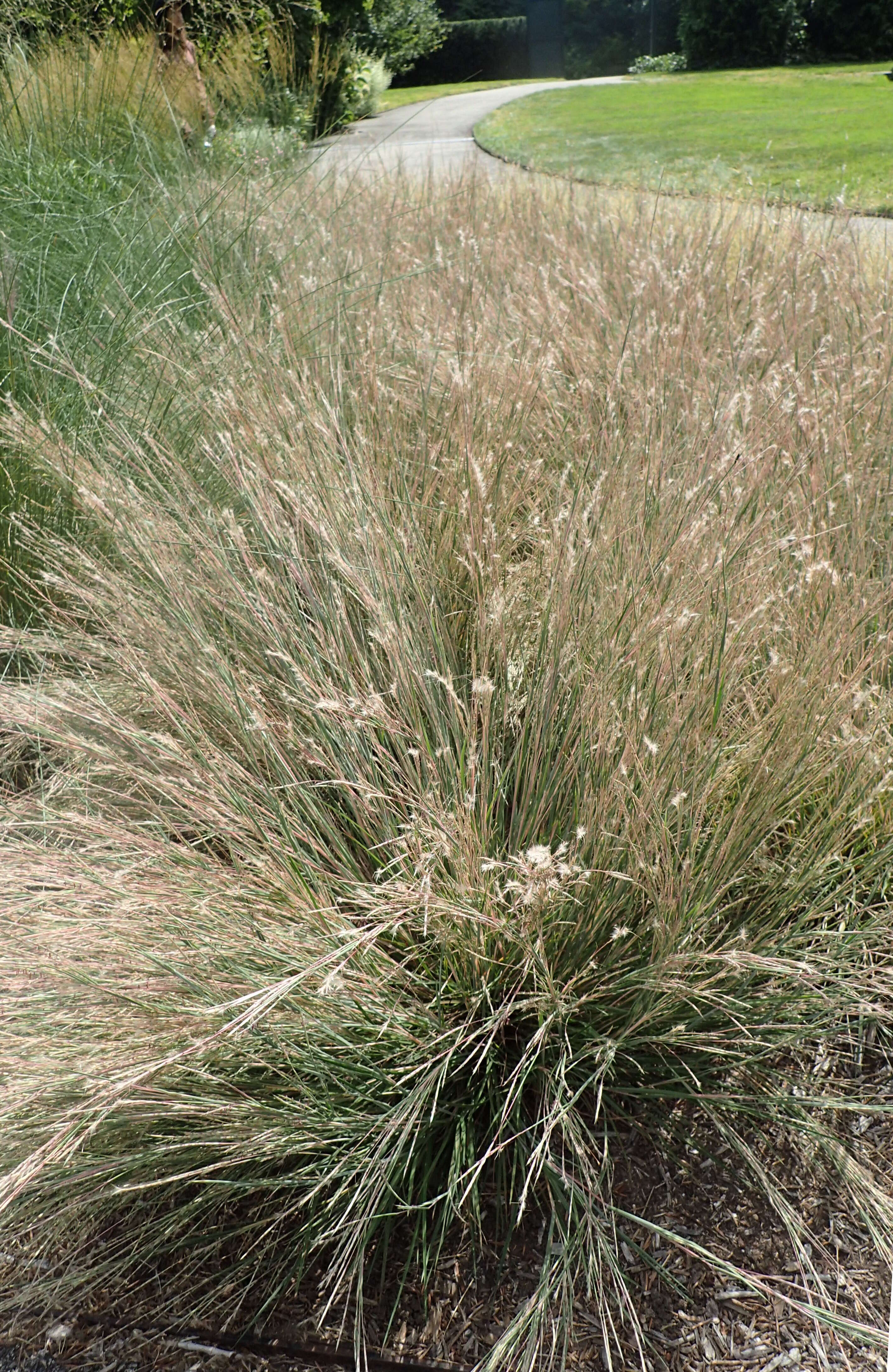 Imagem de Schizachyrium scoparium (Michx.) Nash