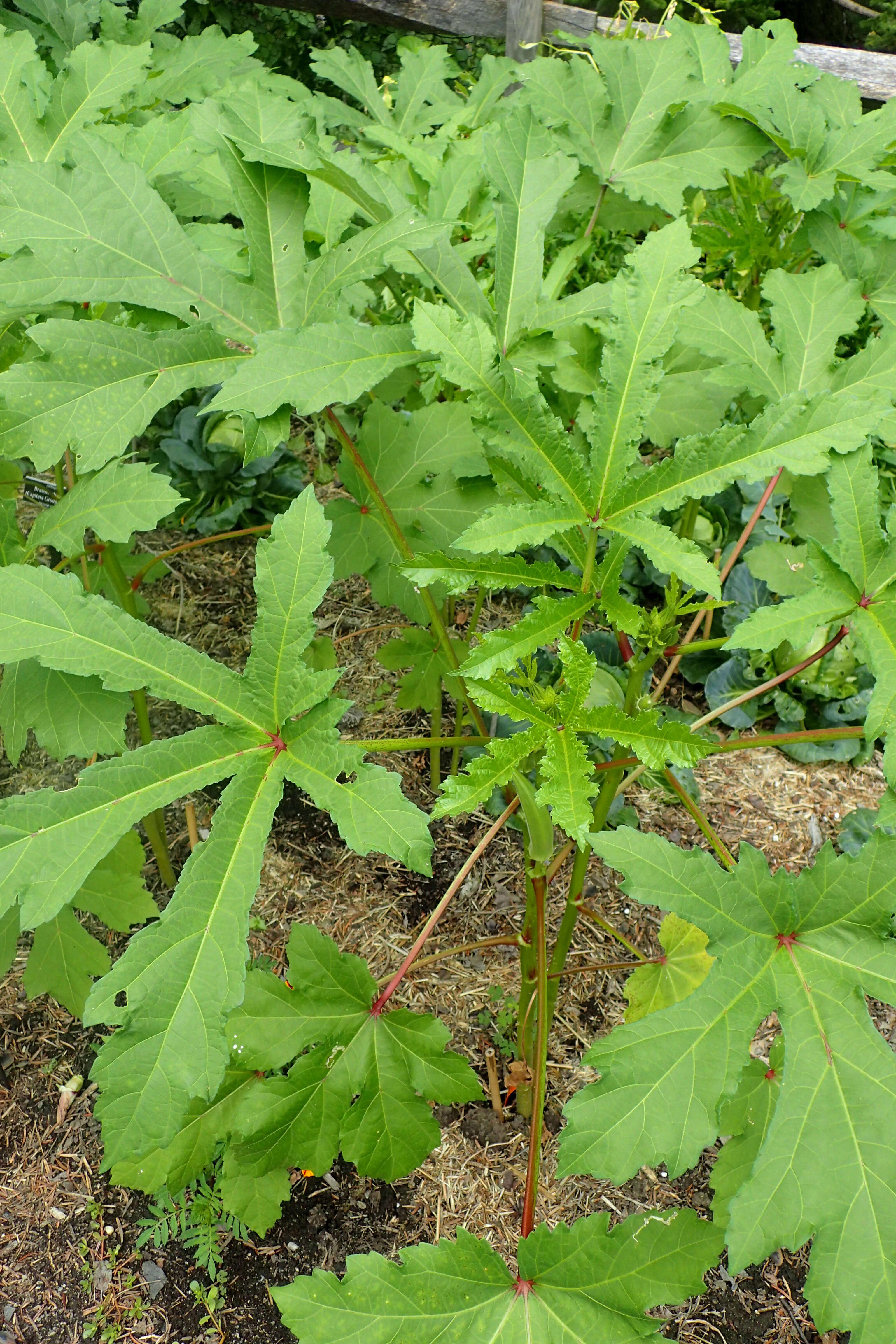 Image of okra