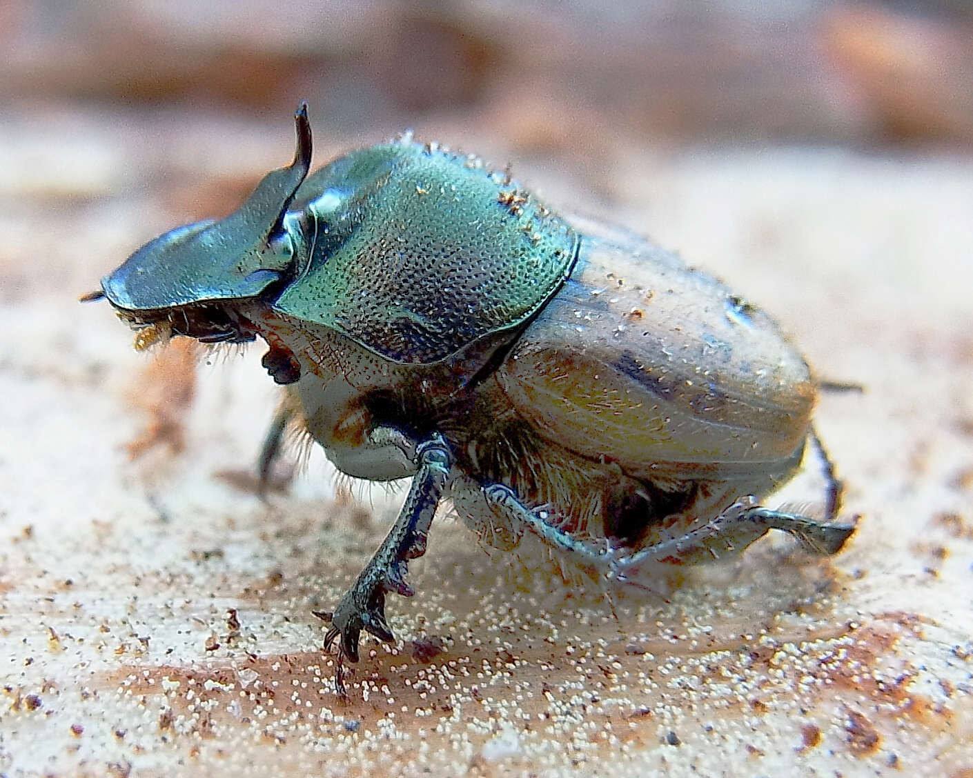 Image of Onthophagus (Palaeonthophagus) coenobita (Herbst 1783)