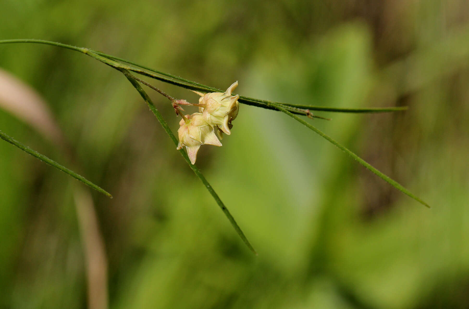 Image of Sisyranthus randii S. Moore