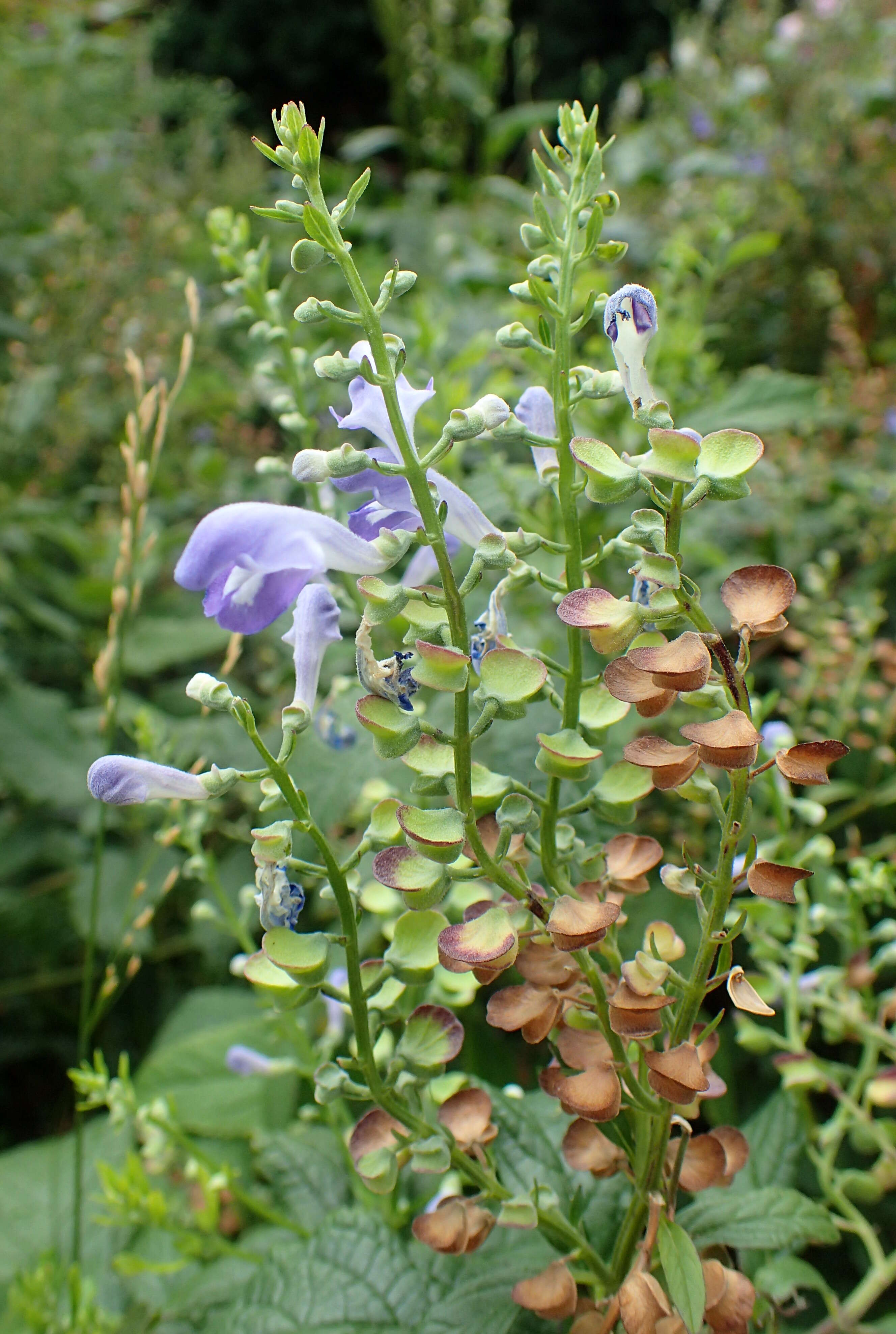 Image of hoary skullcap