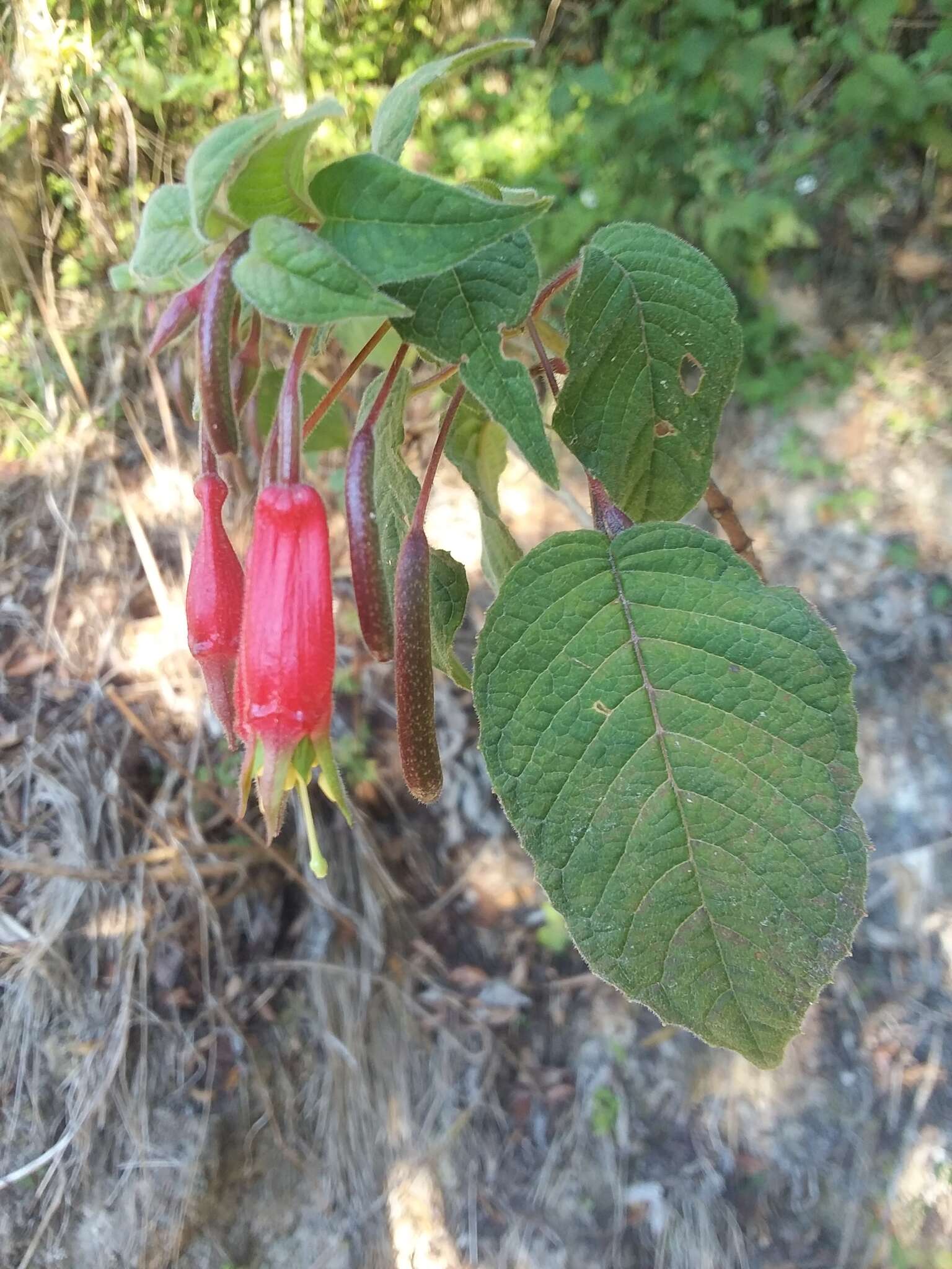 Imagem de Fuchsia splendens Zucc.