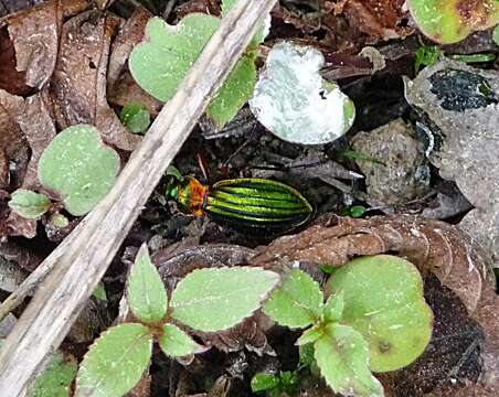 Carabus (Chrysocarabus) auronitens Fabricius 1792 resmi