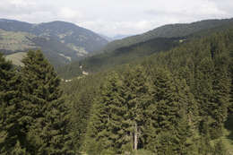 Image of Caucasian Spruce