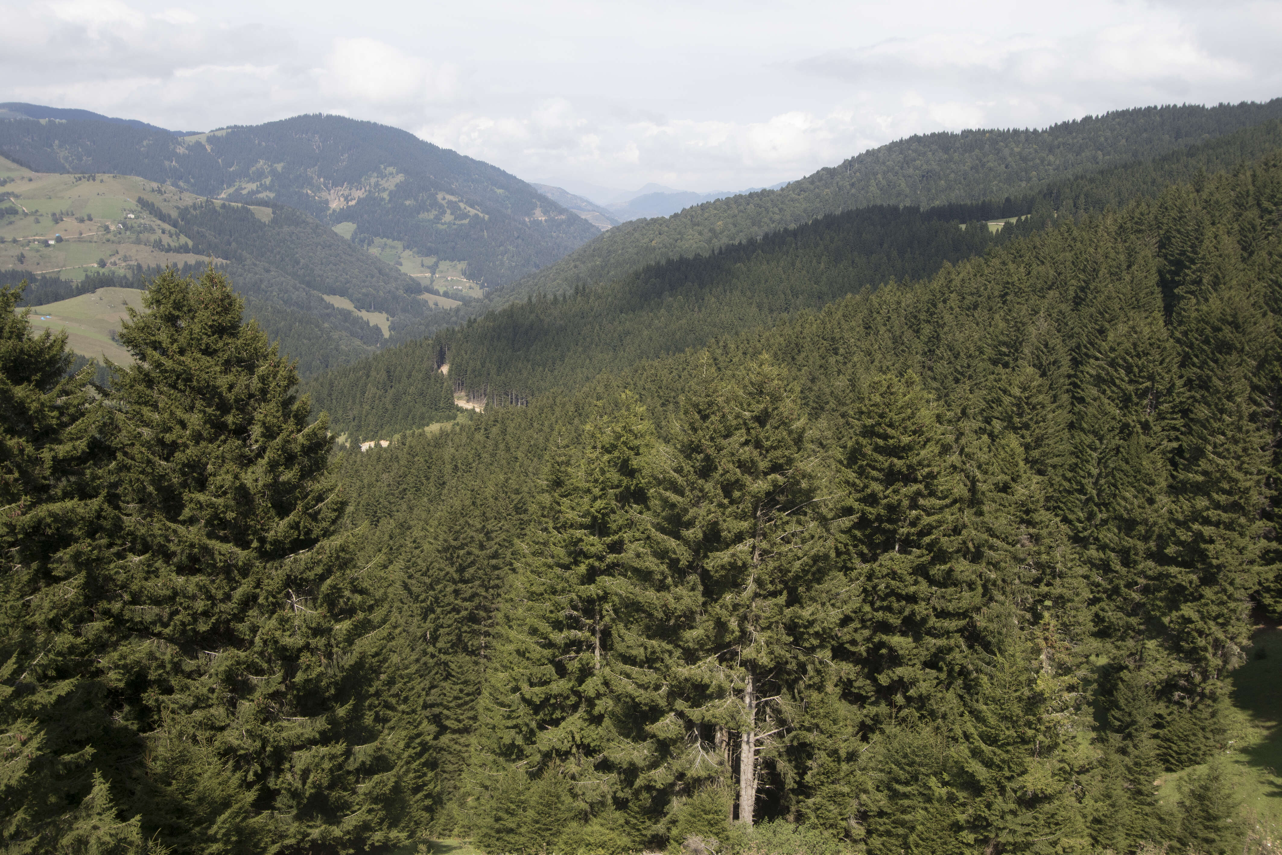 Image of Caucasian Spruce