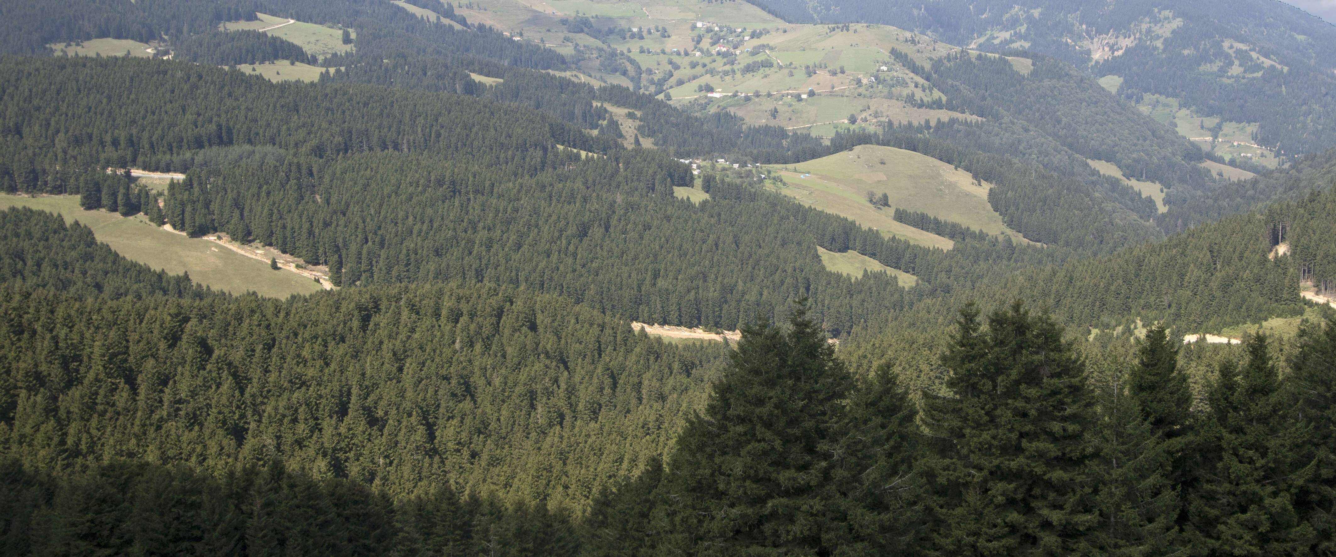 Image of Caucasian Spruce