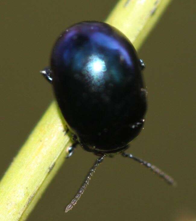 Imagem de Chrysolina (Spheromela) varians (Schaller 1783)