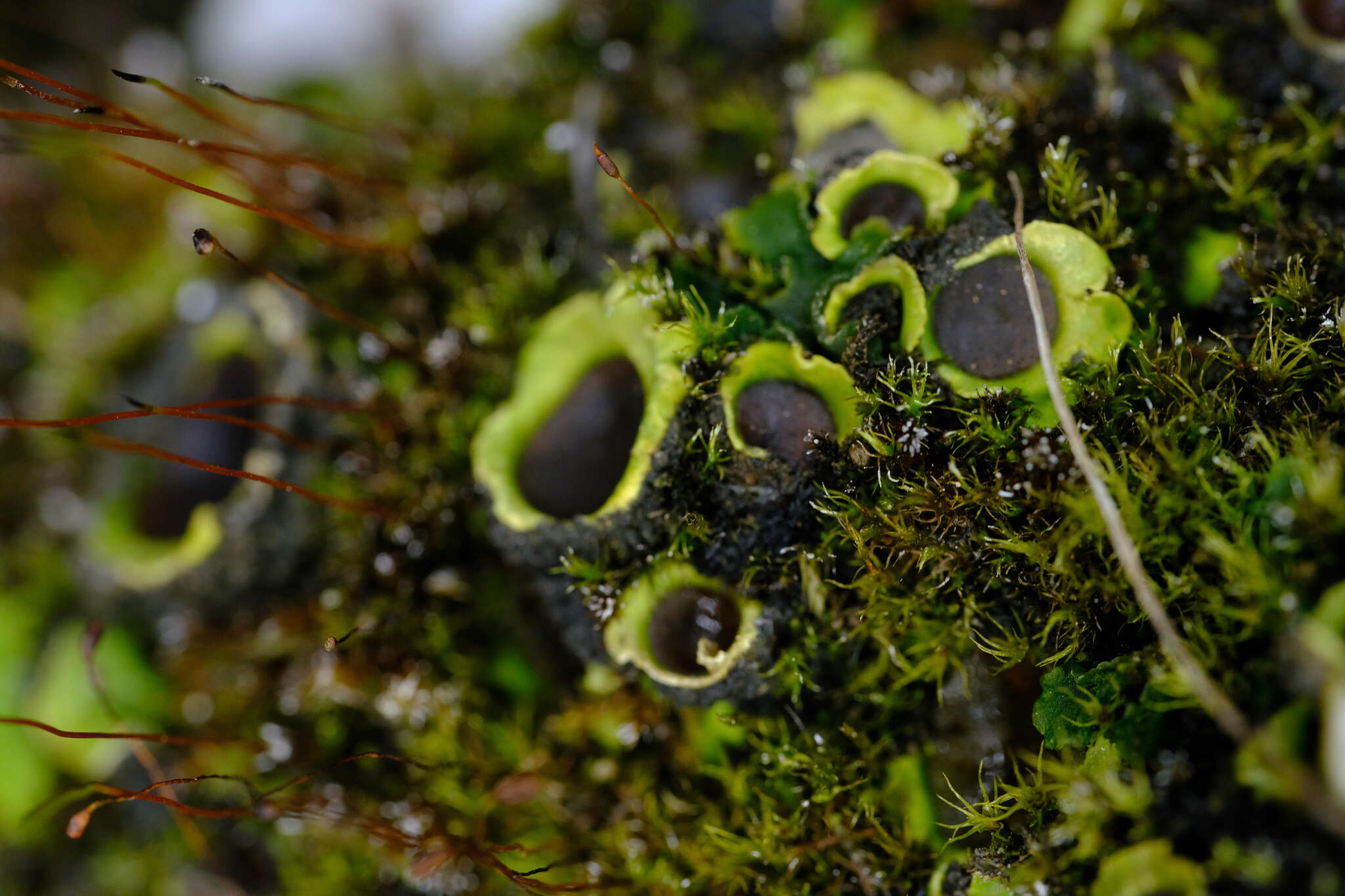 Image of chocolate chip lichen