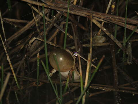 Image of Strecker's Chorus Frog