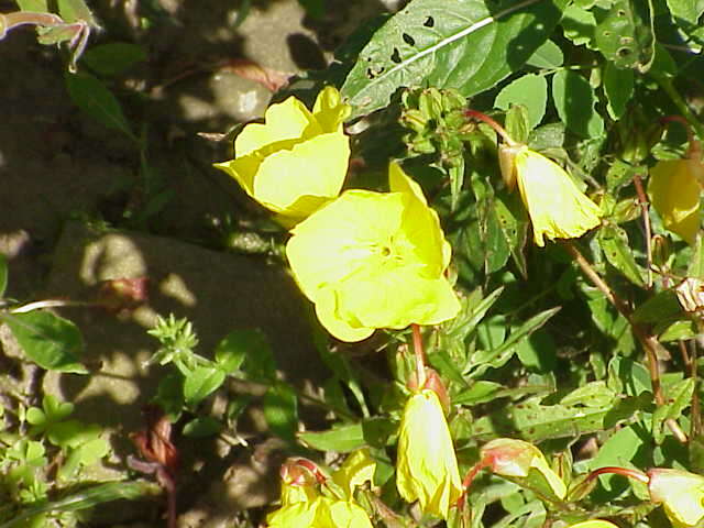 Imagem de Oenothera fruticosa L.