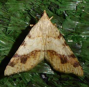 Sivun Macaria plumosata (Barnes & McDunnough 1917) kuva