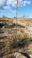 Image of Agave angustifolia var. rubescens (Salm-Dyck) Gentry