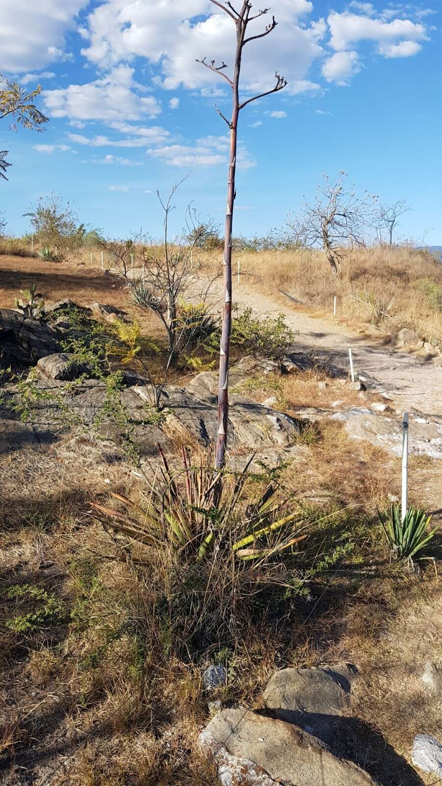 Image of Agave angustifolia var. rubescens (Salm-Dyck) Gentry