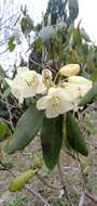 Imagem de Rhododendron campylocarpum Hook. fil.