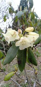 Imagem de Rhododendron campylocarpum Hook. fil.