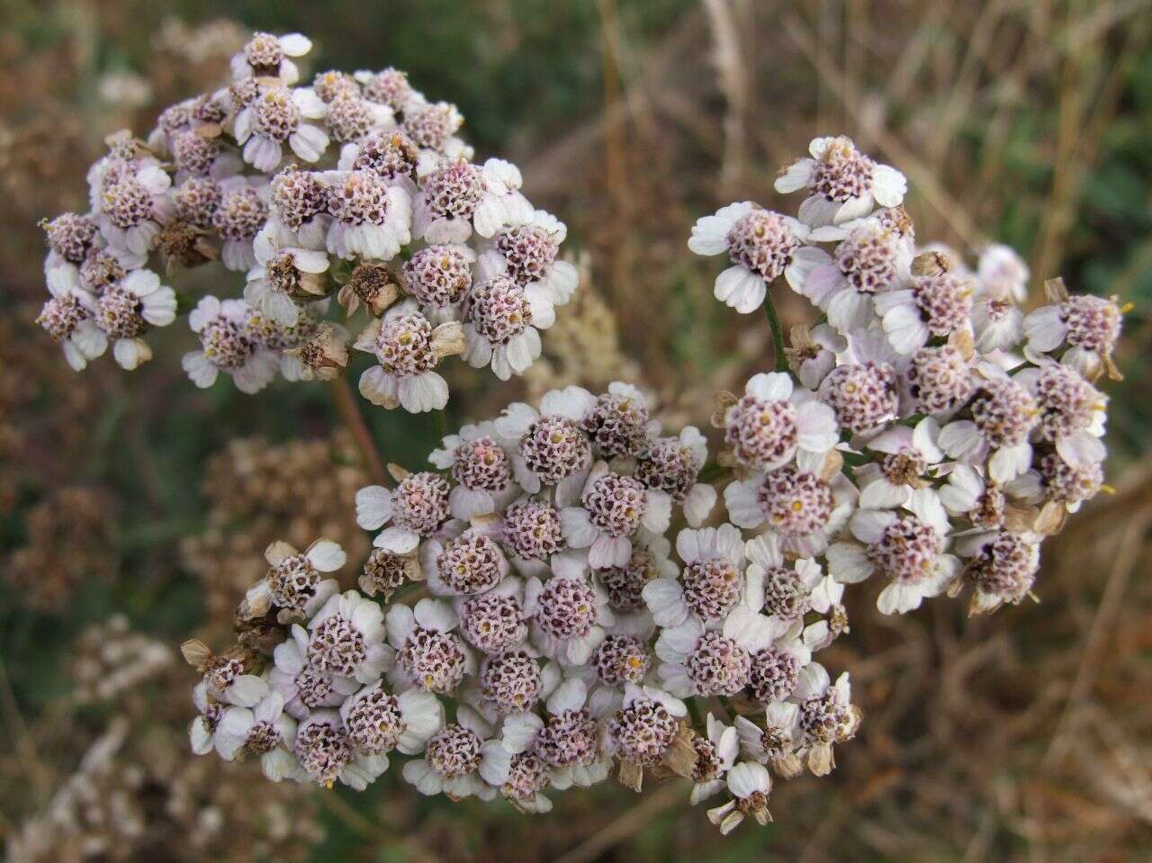 Image of noble yarrow