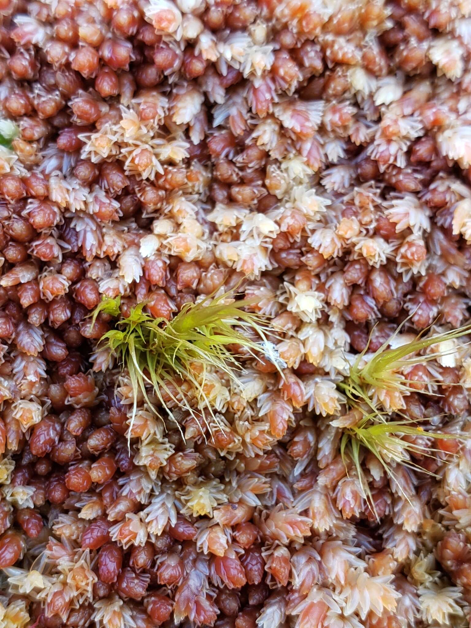 Imagem de Sphagnum magellanicum Bridel 1798