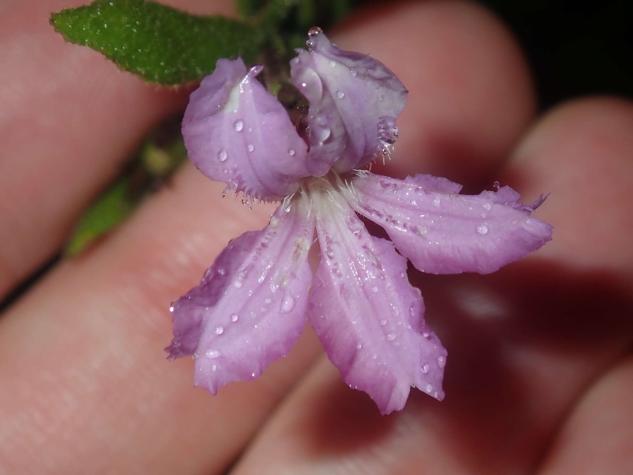 Image of Coopernookia chisholmii (Blakely) Carolin