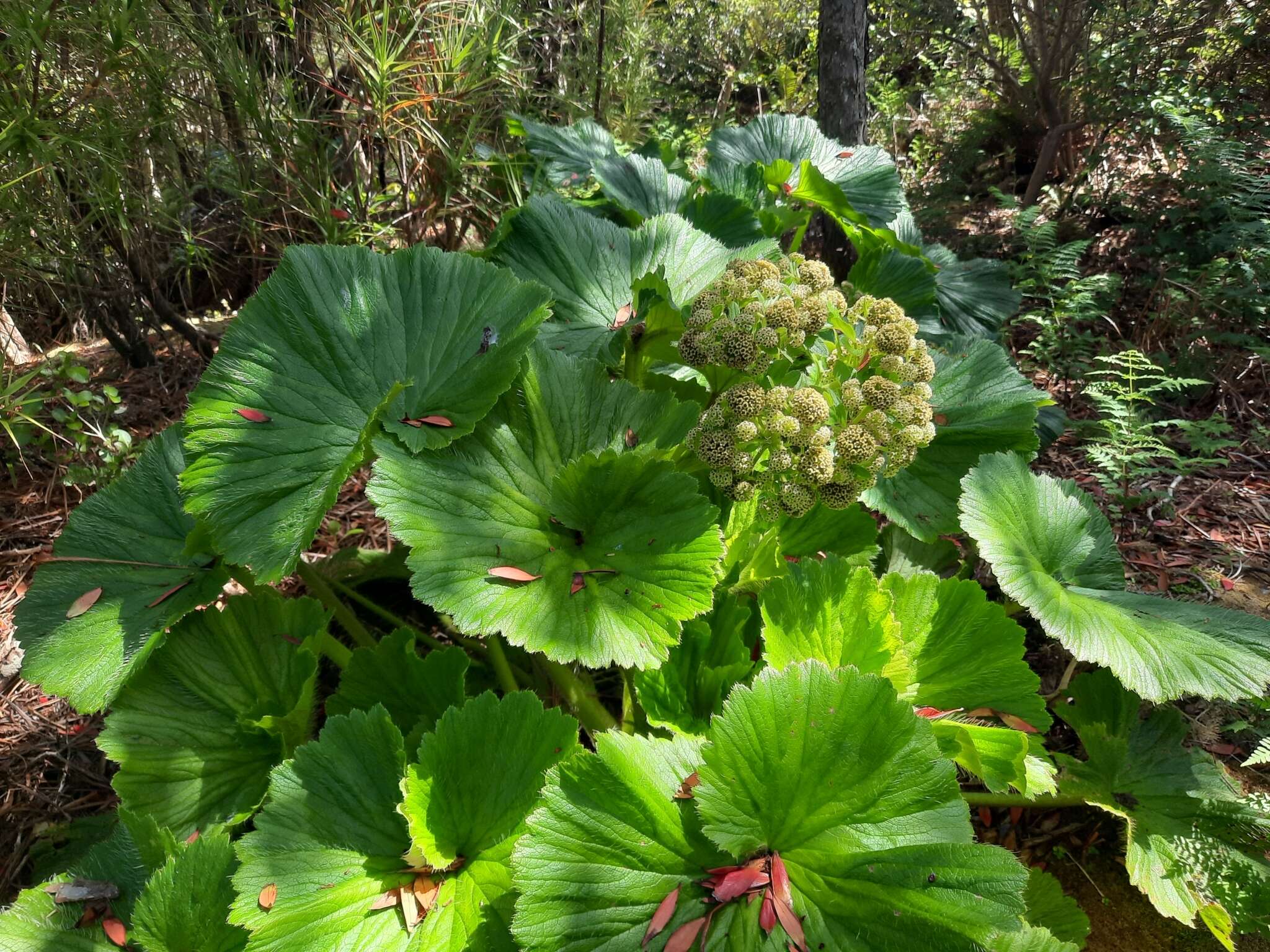 Imagem de Azorella polaris (Hombr.) G. M. Plunkett & A. N. Nicolas