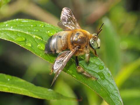 Image of Xylocopa dejeanii Lepeletier 1841