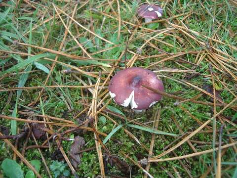 Image of Russula caerulea Fr. 1838