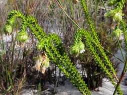 Image of Erica fairii Bolus