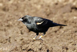 Agelaius tricolor (Audubon 1837)的圖片