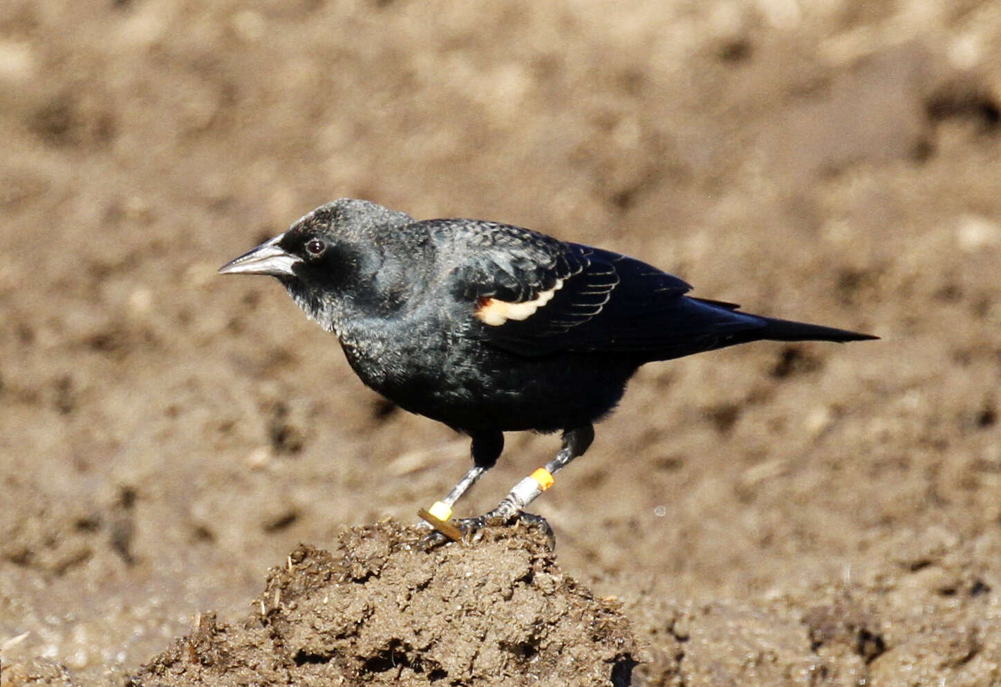 Image of Tricolored Blackbird