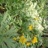 Image of Hieracium krylovii Nevski ex Krylov