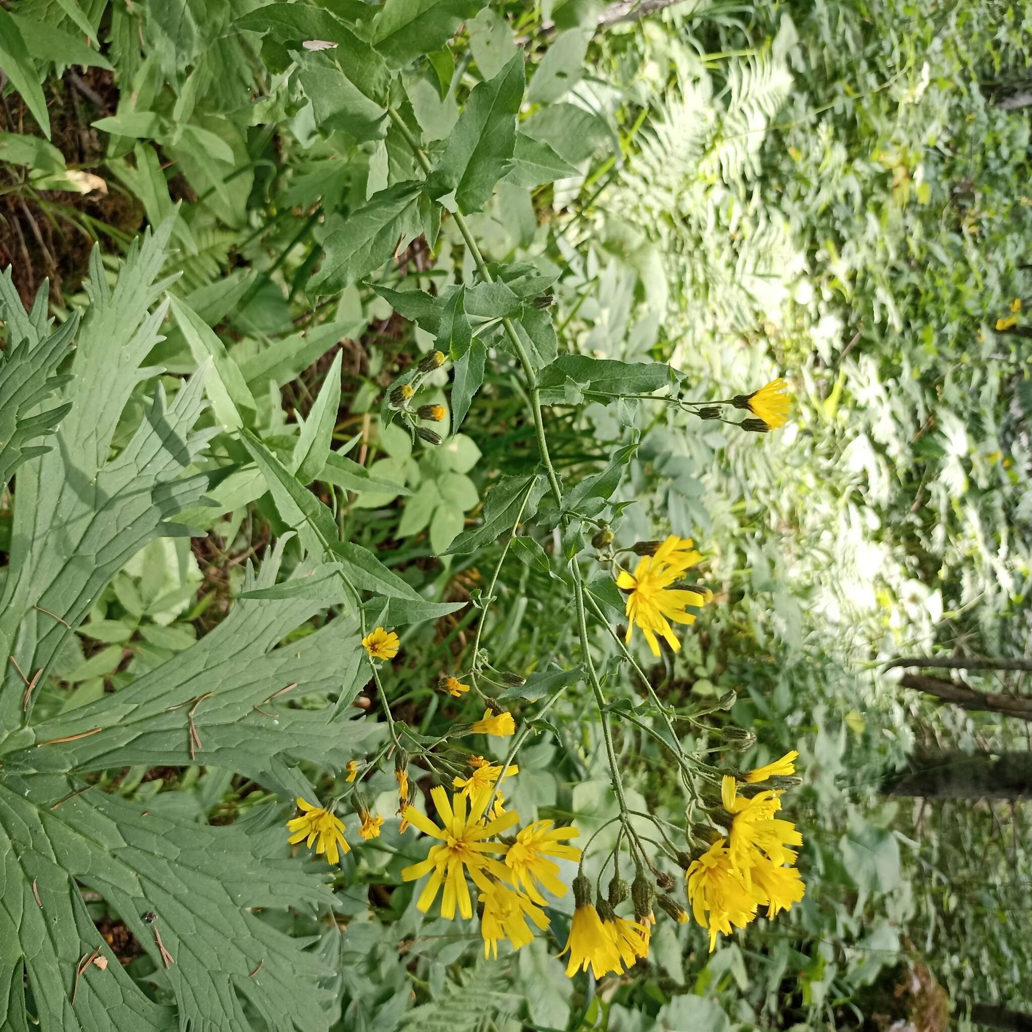 Image of Hieracium krylovii Nevski ex Krylov