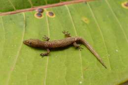 Sphaerodactylus continentalis Werner 1896的圖片