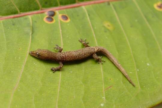 Image de Sphaerodactylus continentalis Werner 1896