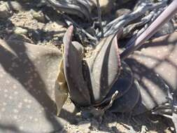 Image of Gasteria disticha (L.) Haw.