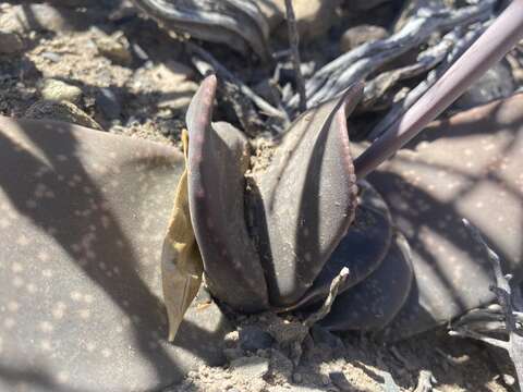 Image of Gasteria disticha (L.) Haw.