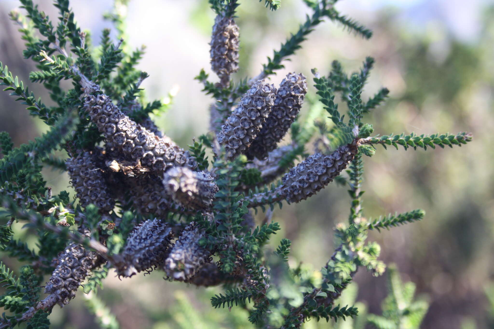 Imagem de Melaleuca densa R. Br.