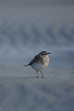 Image of Australasian Pipit