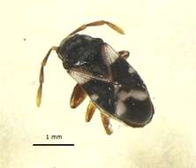 صورة Malipatilius forticornis (Gross & G. F. 1965)