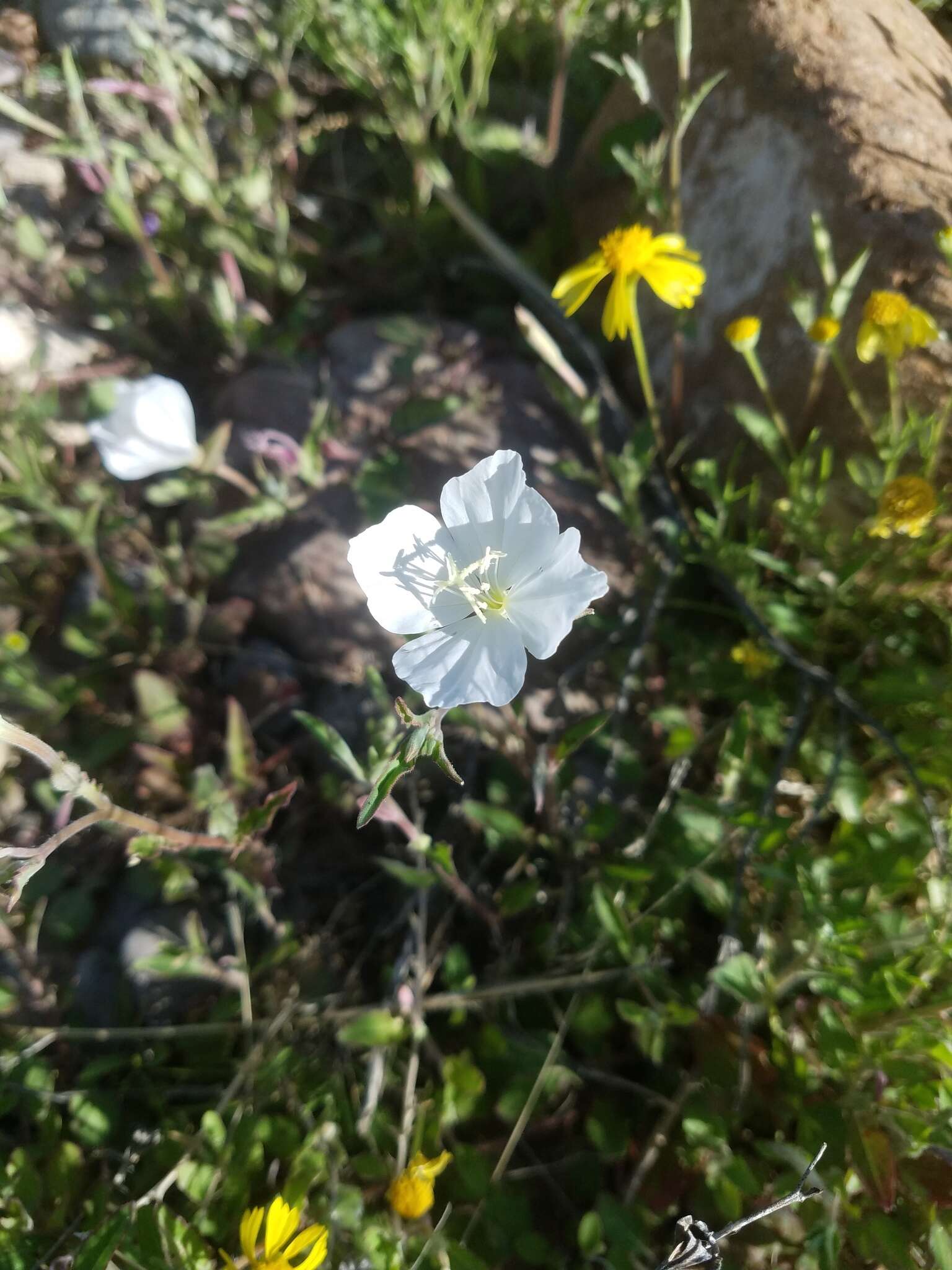 Image of Kunth's Evening-Primrose