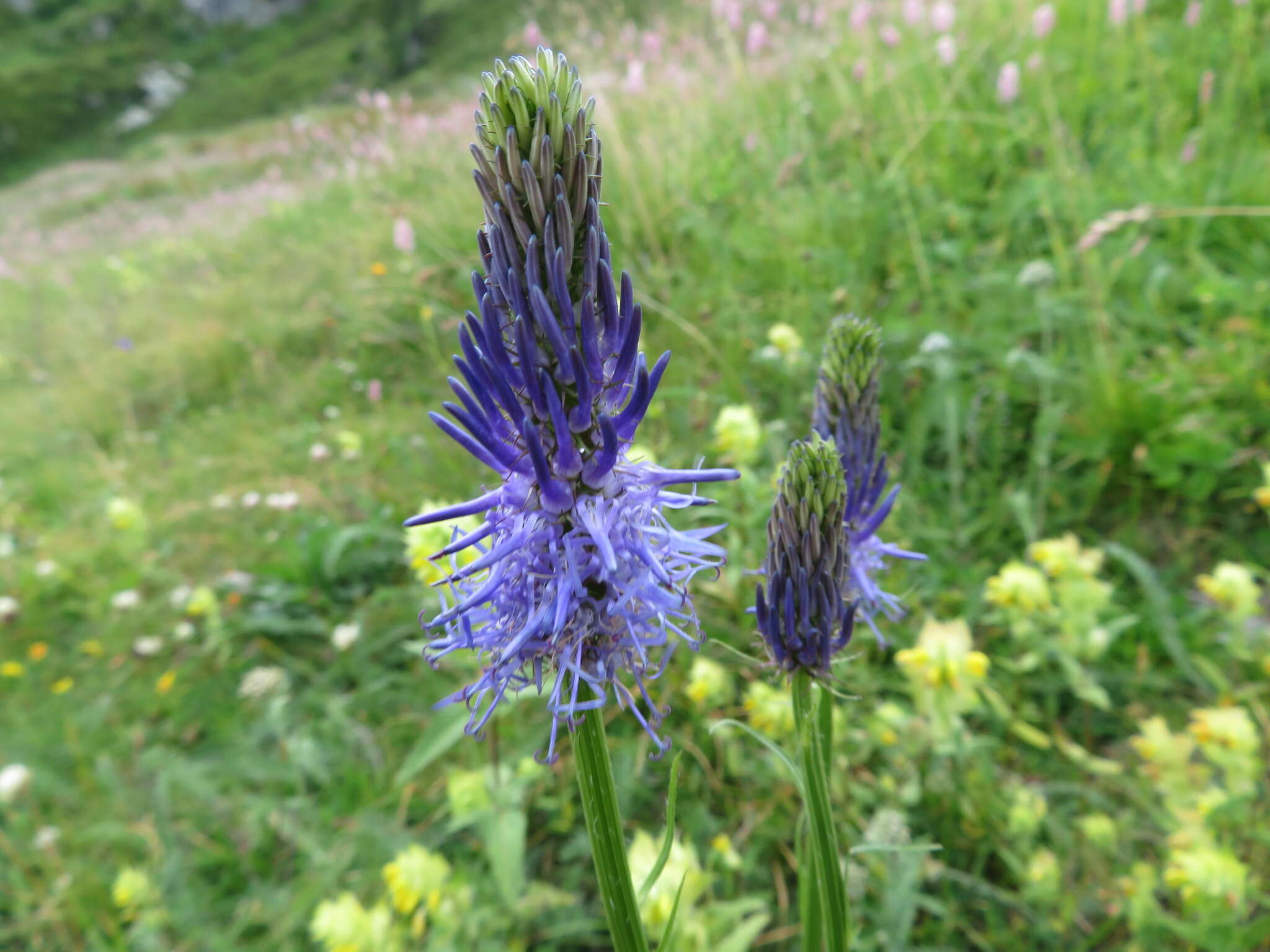 Image of Betony-leaved Rampion