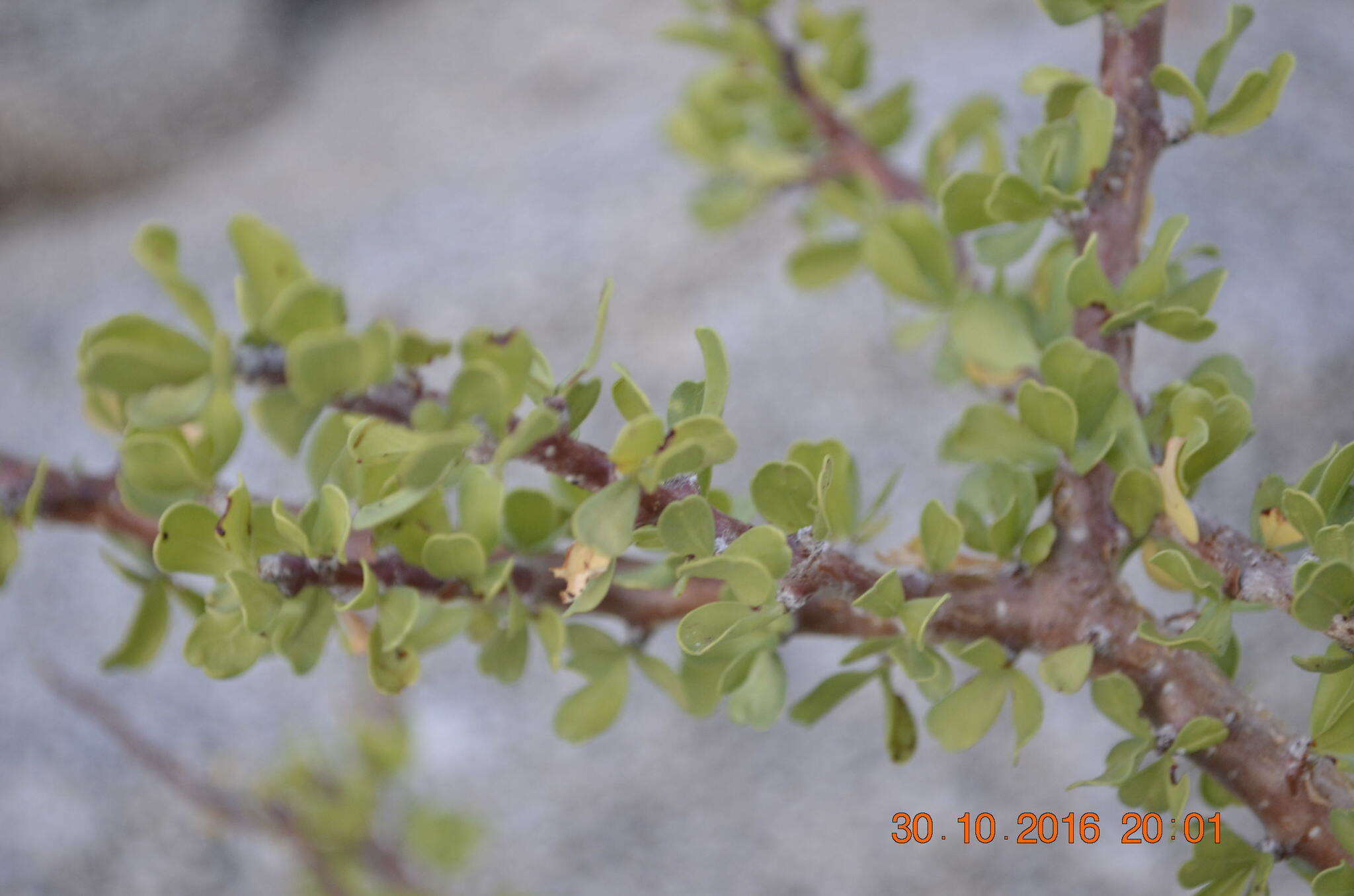 Imagem de Jatropha cuneata Wiggins & Rollins