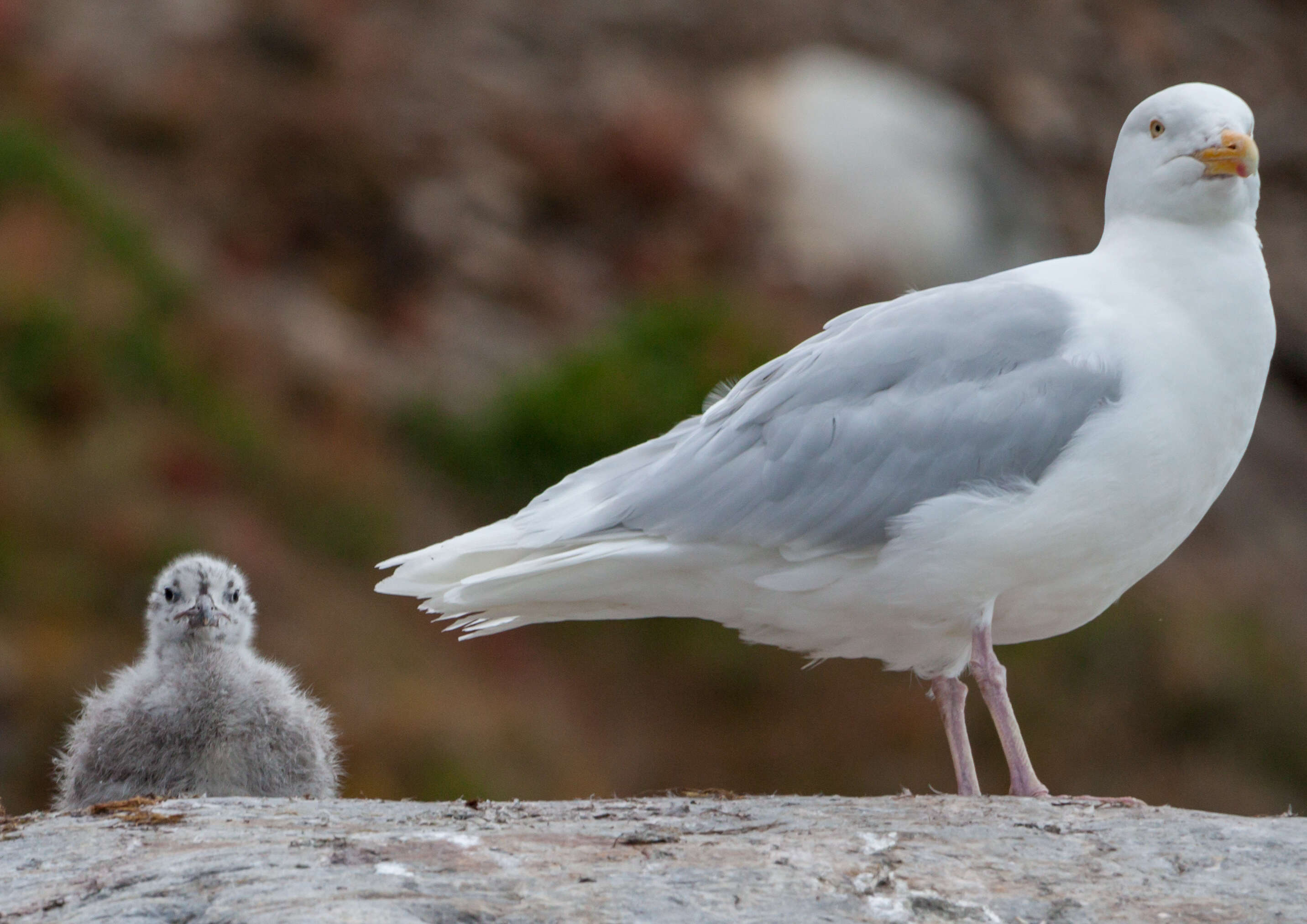 Image of Glaucous Gull