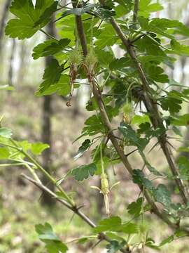 Image of Miccosukee gooseberry