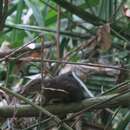 Image of Large Tree Shrew