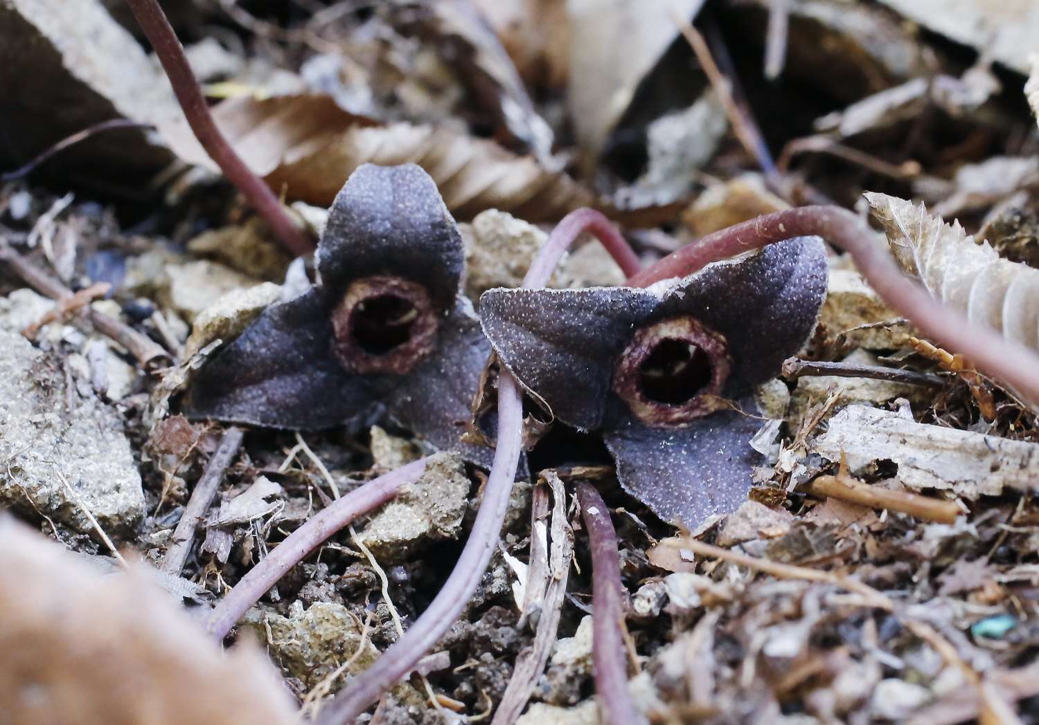 Image of Asarum rigescens var. brachypodion T. Sugaw.