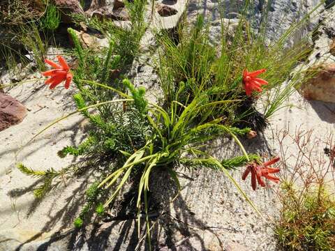 Image of <i>Erica <i>cerinthoides</i></i> subsp. cerinthoides